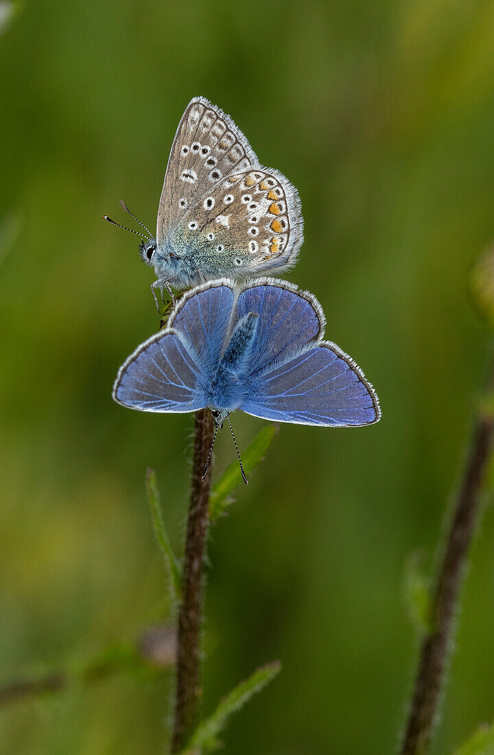Two male common blue butterflies roosting on oxeye daisy bud