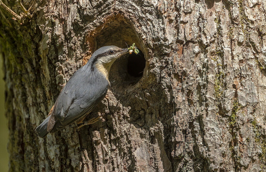 Eurasian nuthatch arriving at nest hole in oak tree