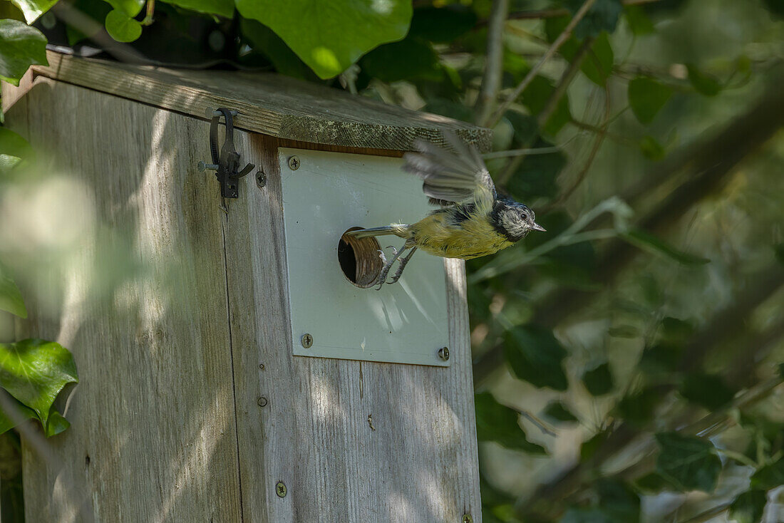 Blue tit taking off from nest hole in nestbox