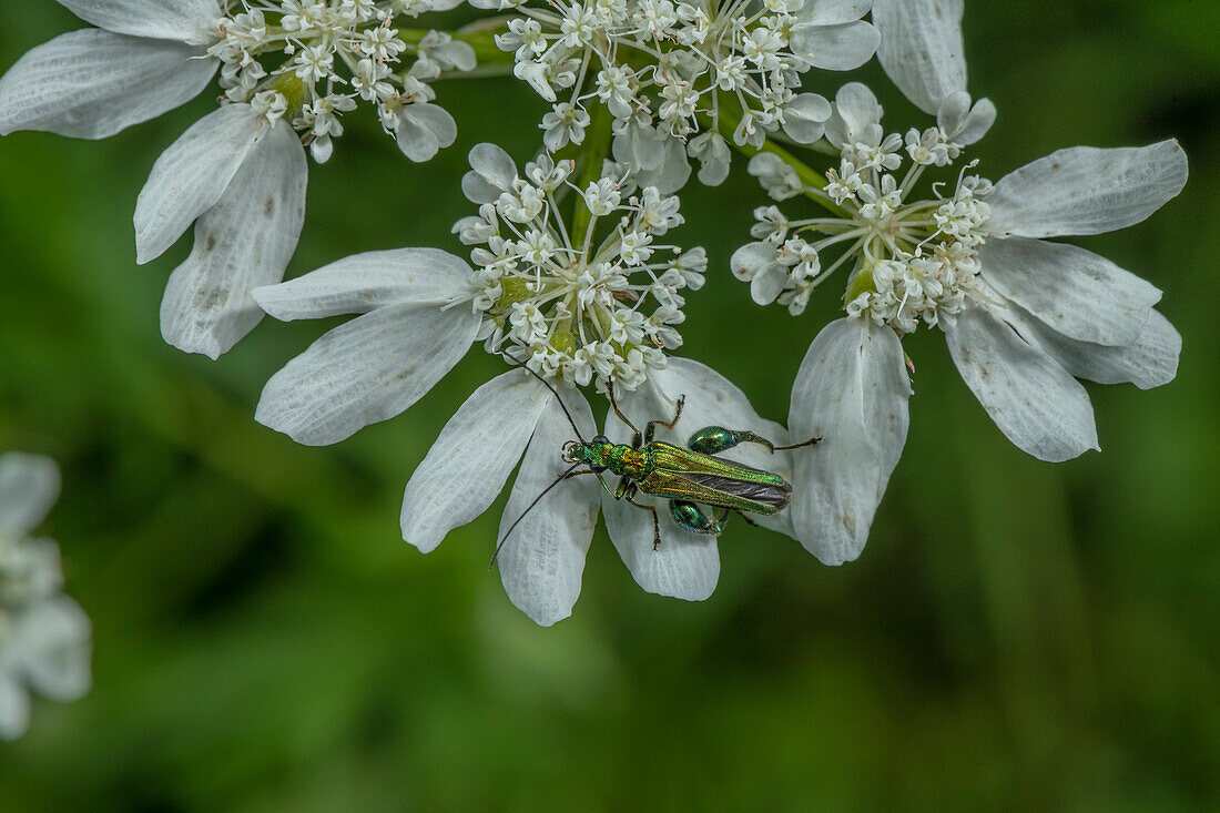 Male thick-thighed beetle feeding on hogweed flowers
