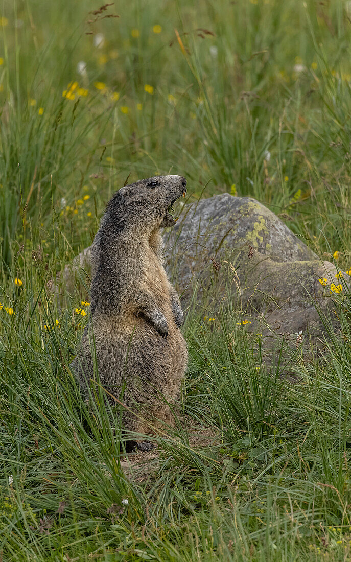 Alpine marmot in upland grassland