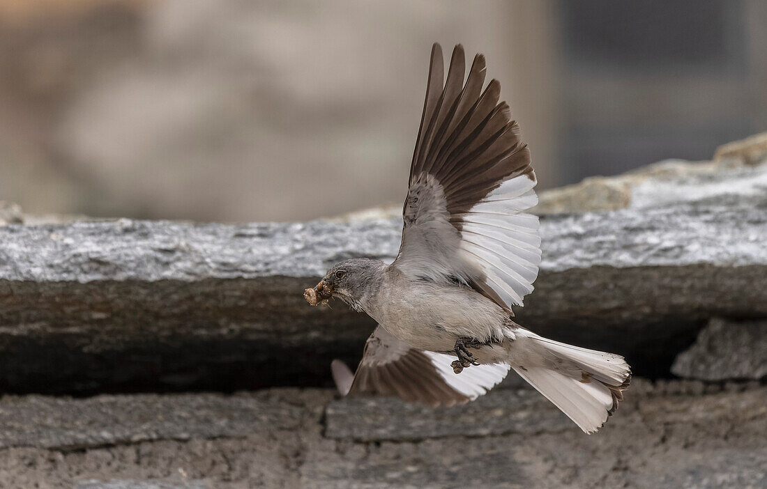 Snowfinch carrying insects close to nest