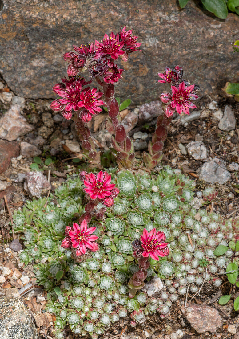 Cobweb house-leek (Sempervivum arachnoideum) in flower