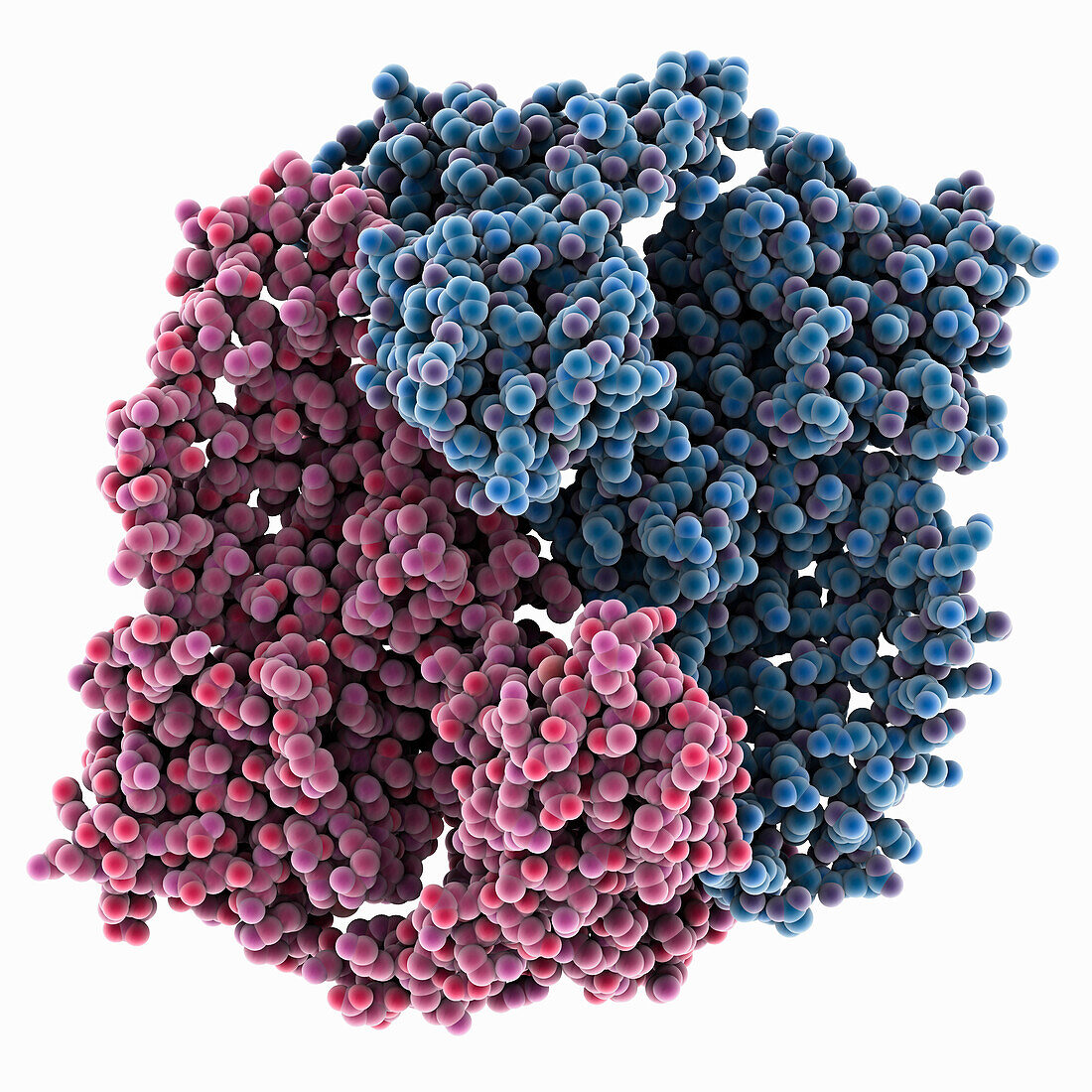 DNA topoisomerase, molecular model