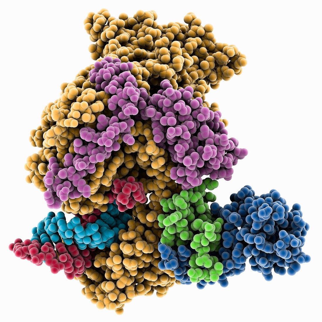 Covid-19 RNA-dependent RNA polymerase, molecular model