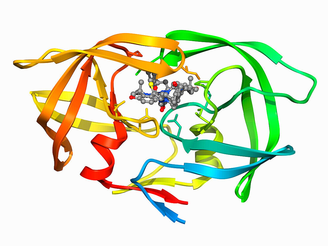 HIV-1 protease complexed with Nelfinavir, molecular model