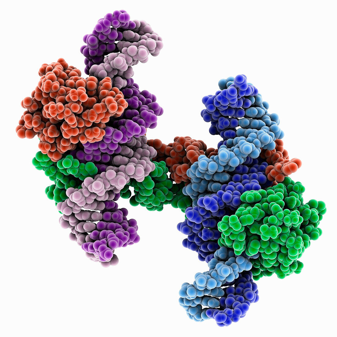DUX4 domain complexed with DNA, molecular model