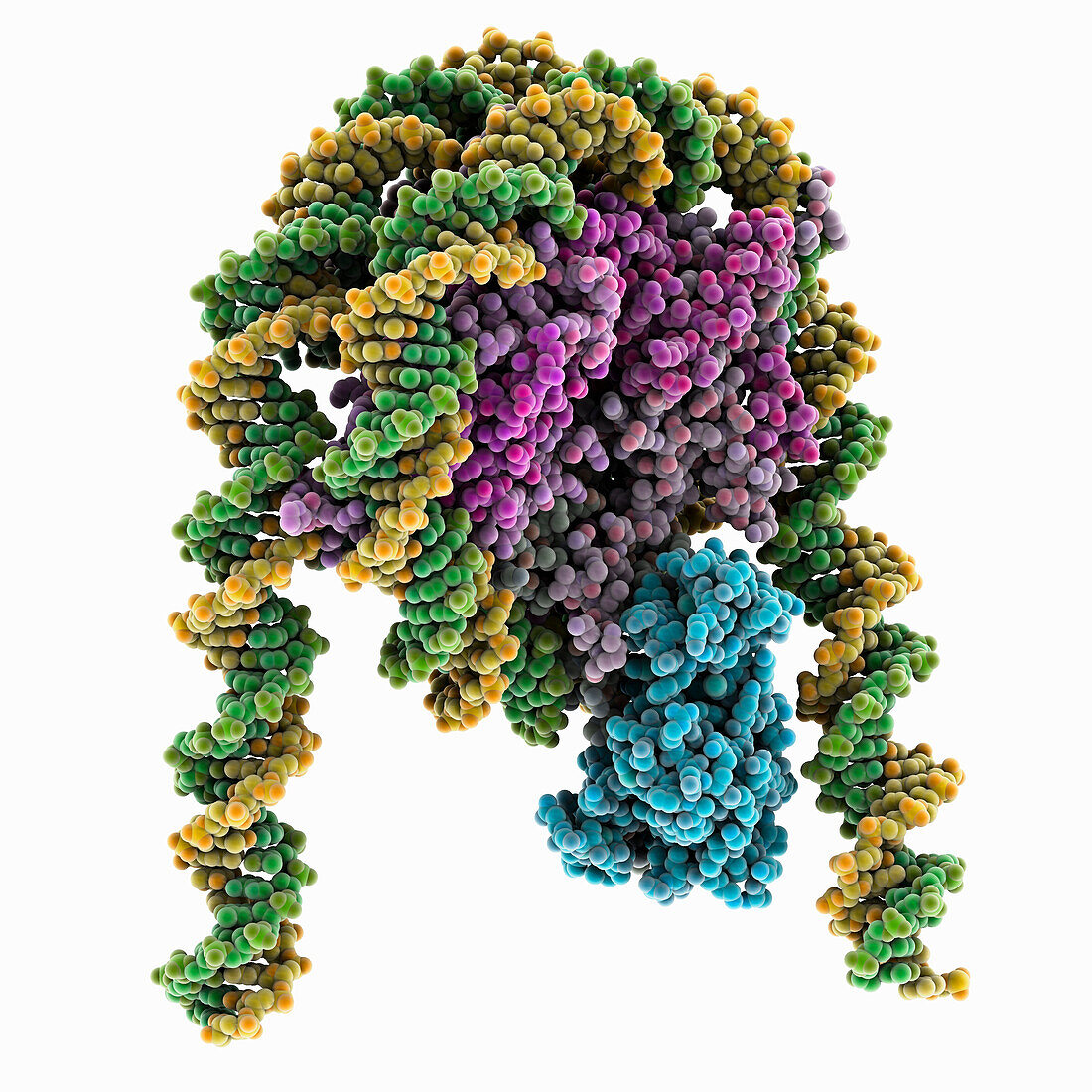 NSD2 mutant bound to nucleosome, molecular model