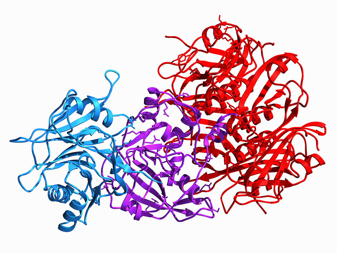 Typhoid toxin PltC, molecular model