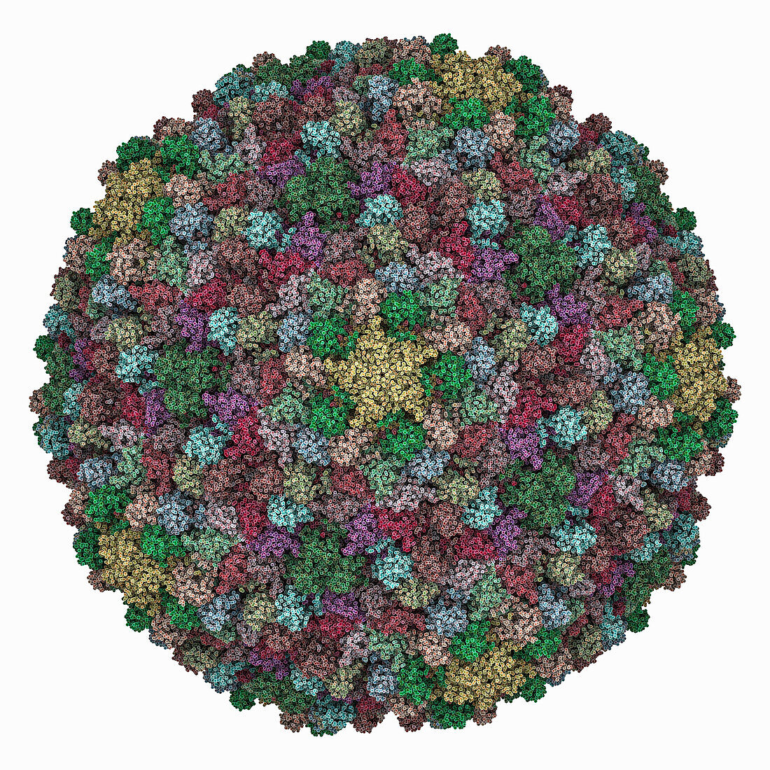 Myoviridae phage XM1 capsid, molecular model