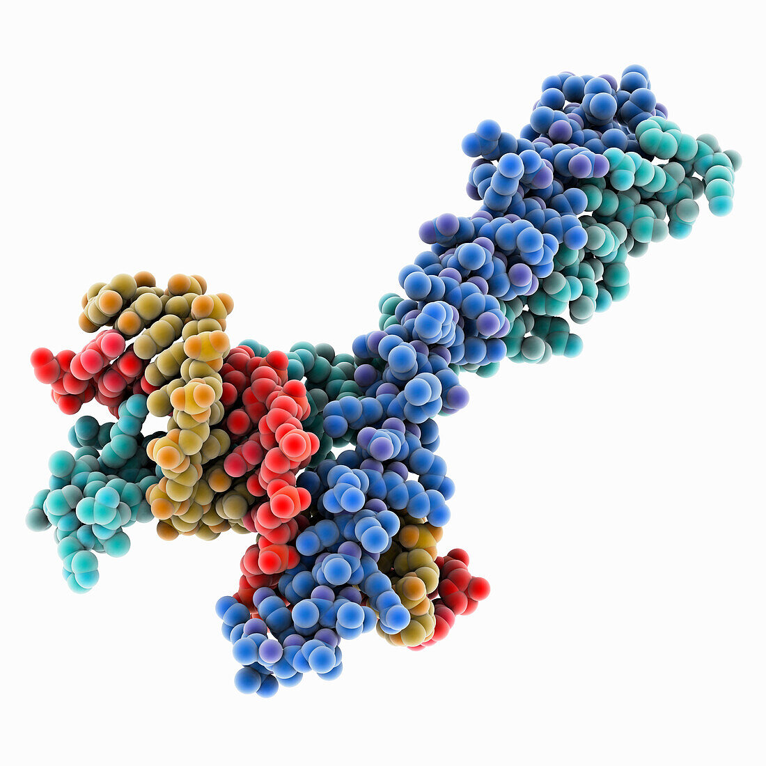 CCAAT-enhancer-binding protein complex, molecular model
