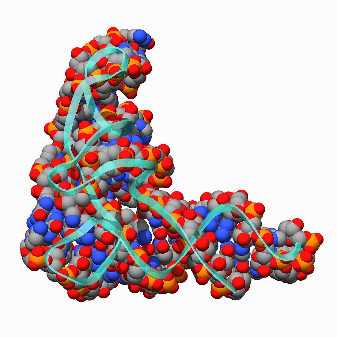 Human transfer RNA, molecular model