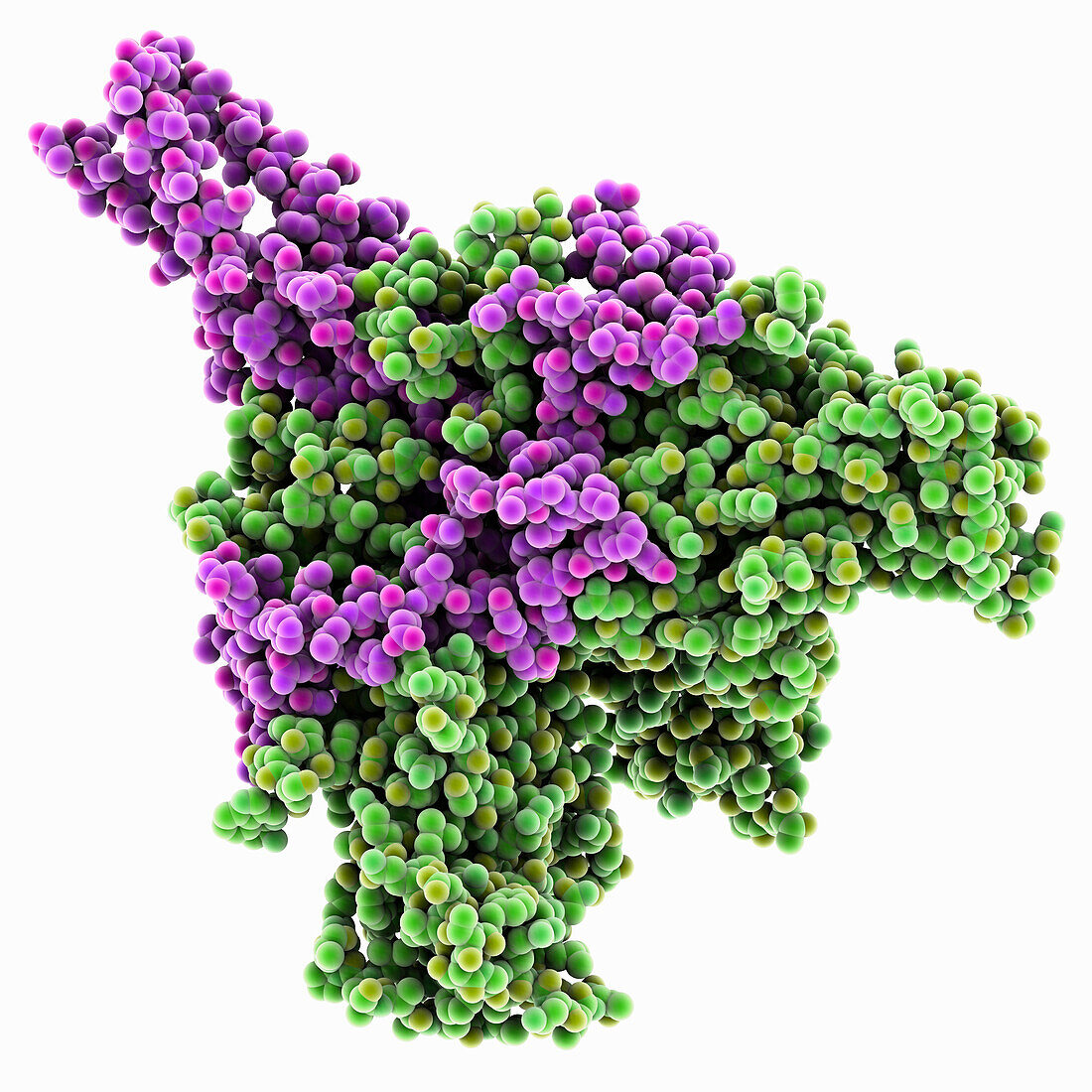 Ebola Zaire virus envelope glycoproteins, molecular model