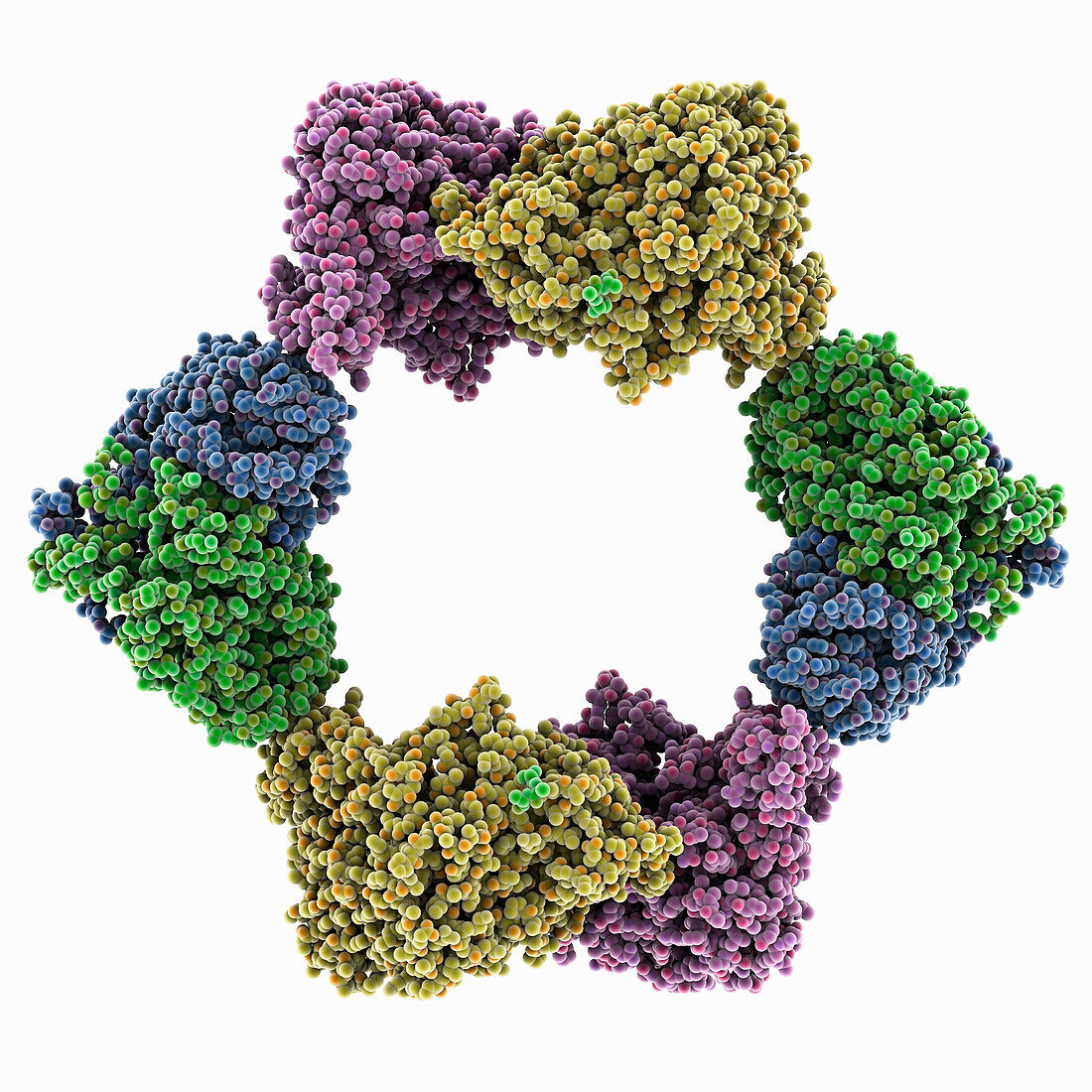 Reductase from Neisseria gonorrhoeae, molecular model