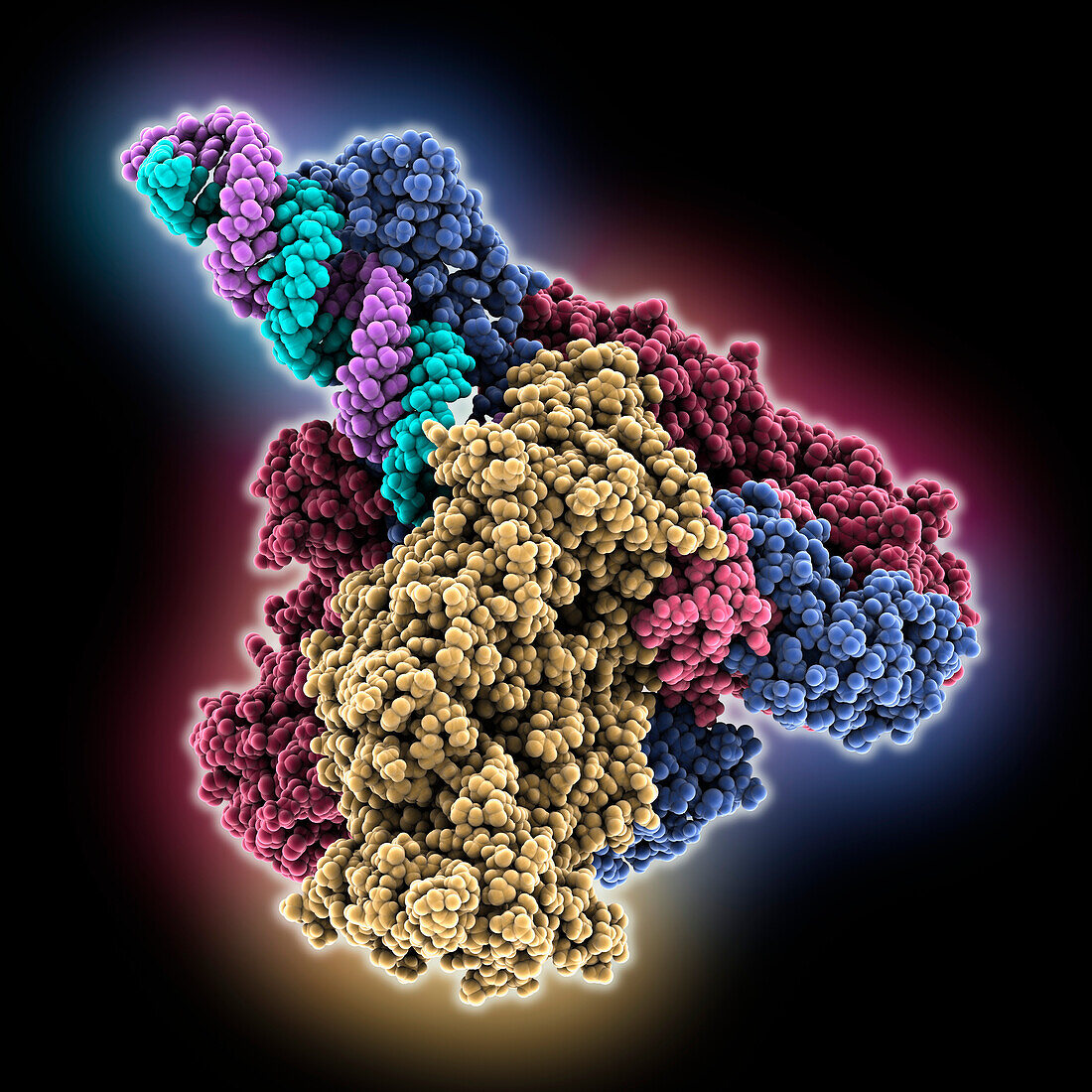 SARS-CoV-2 replication-transcription, molecular model