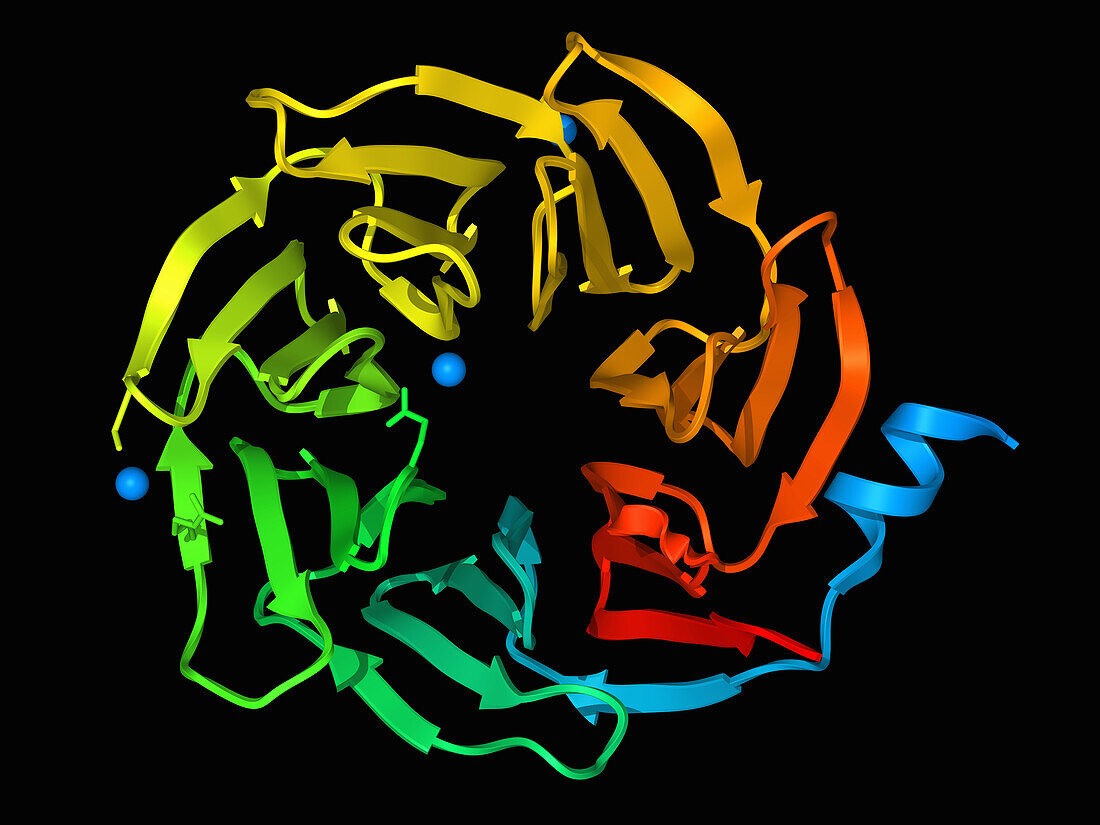 Human UTP15, molecular model