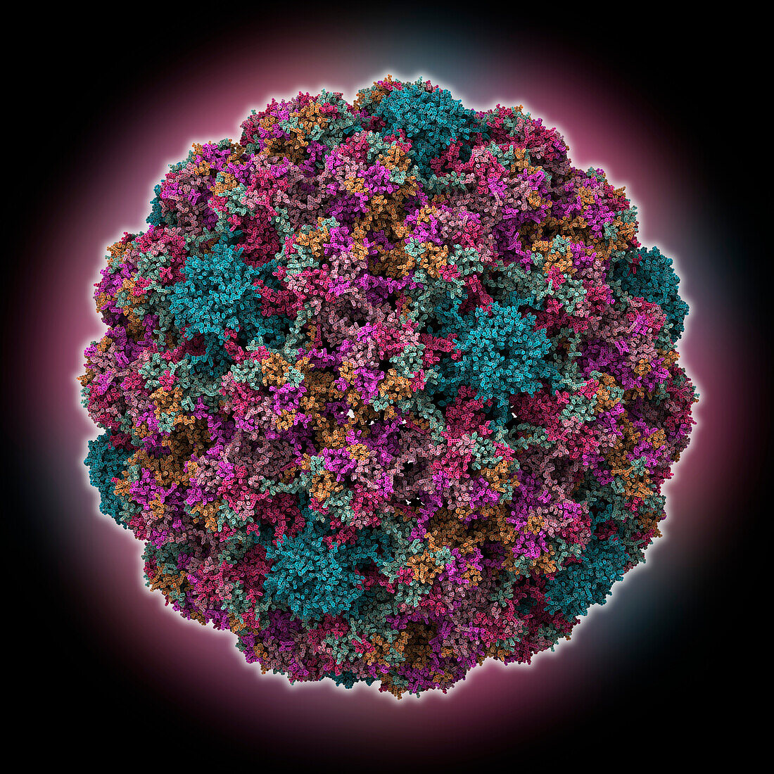 Murine papillomavirus capsid, molecular model
