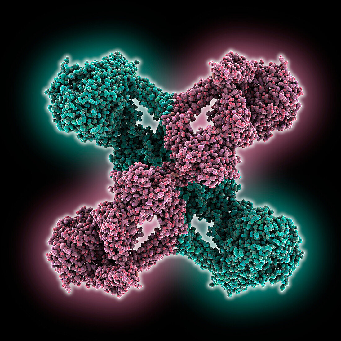 Alpha-2-Macroglobulin tetramer, molecular model