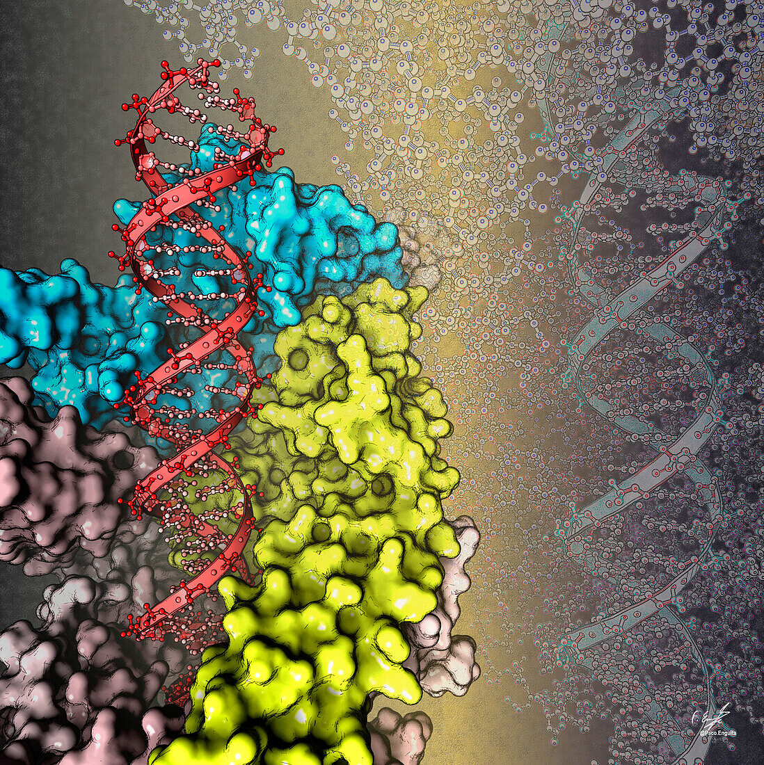 Yeast condensin-DNA complex, illustration