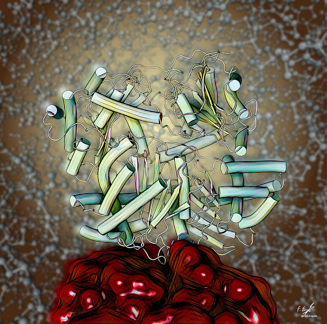 Insulin-degrading enzyme, illustration