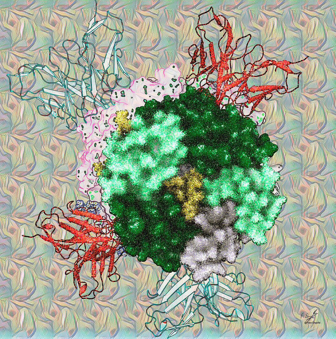 GABA A receptor bound to autoimmune antibody, illustration