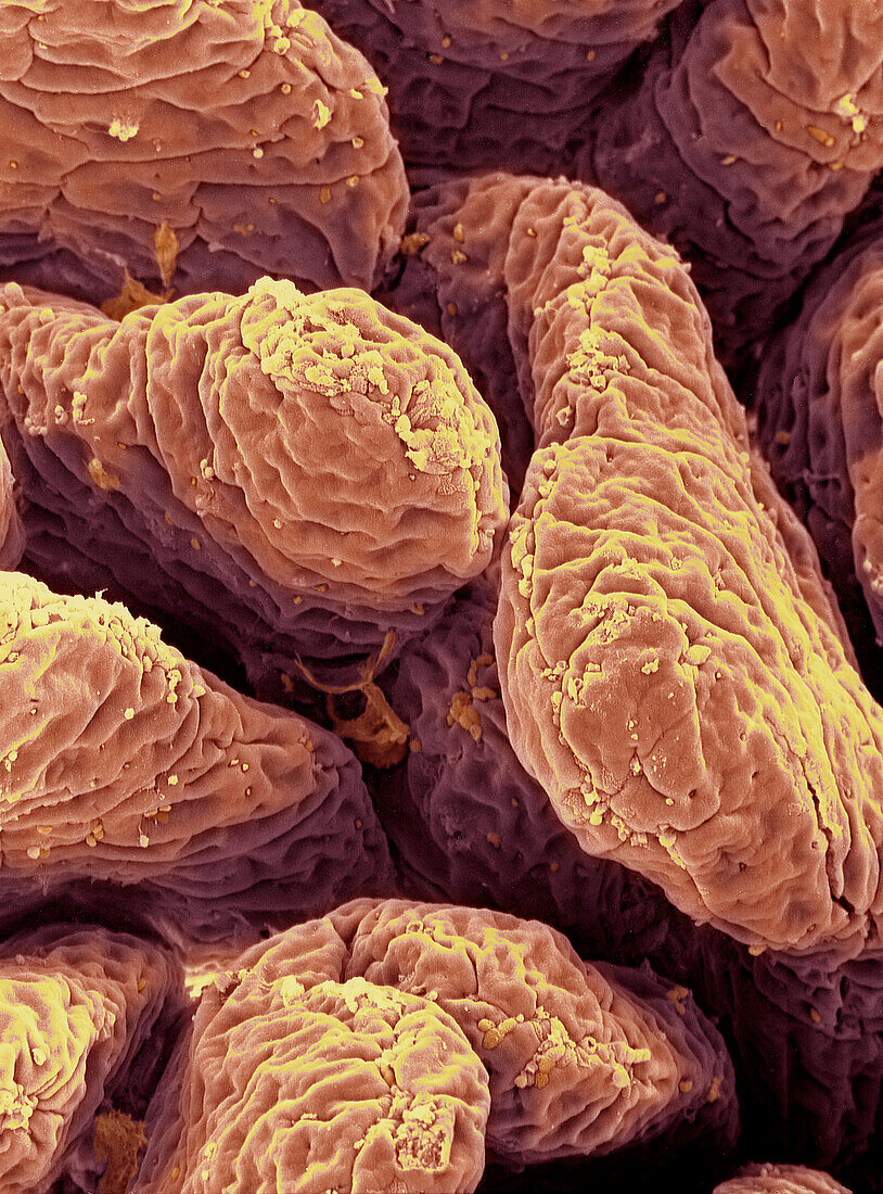 Small intestine, SEM