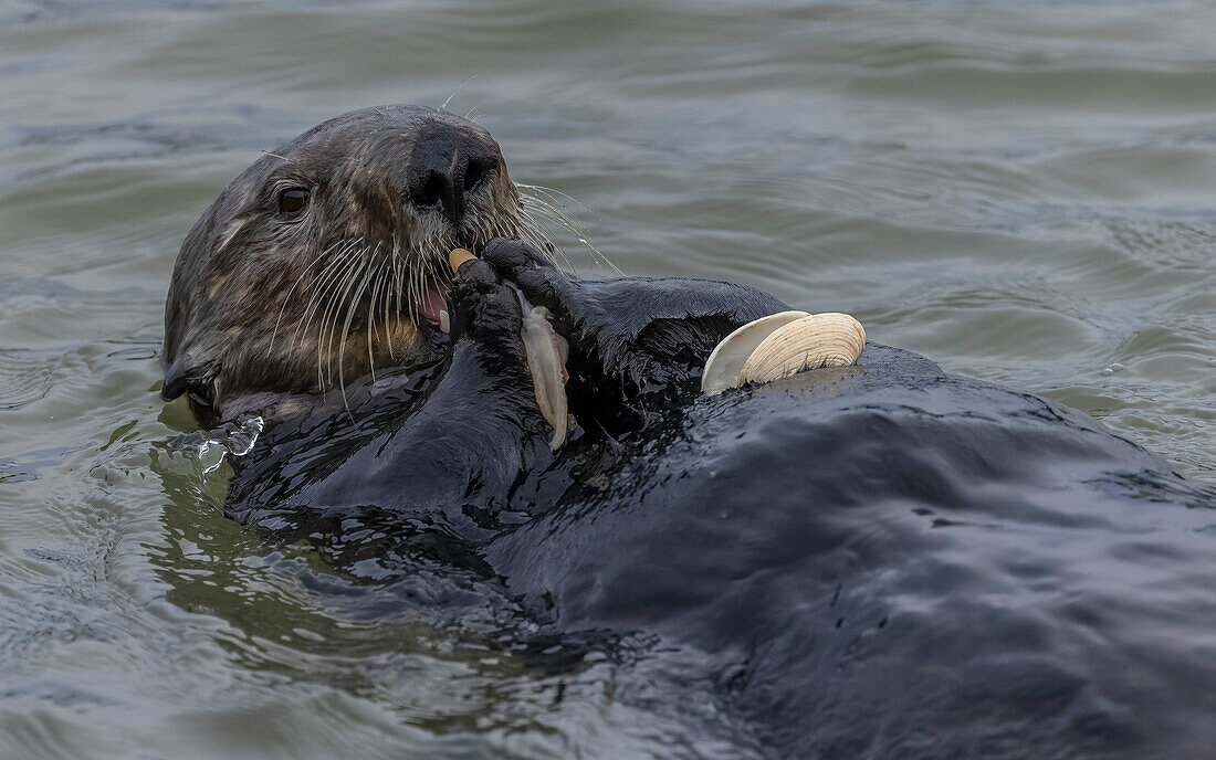 Sea otter eating clam caught in muddy estuarine water