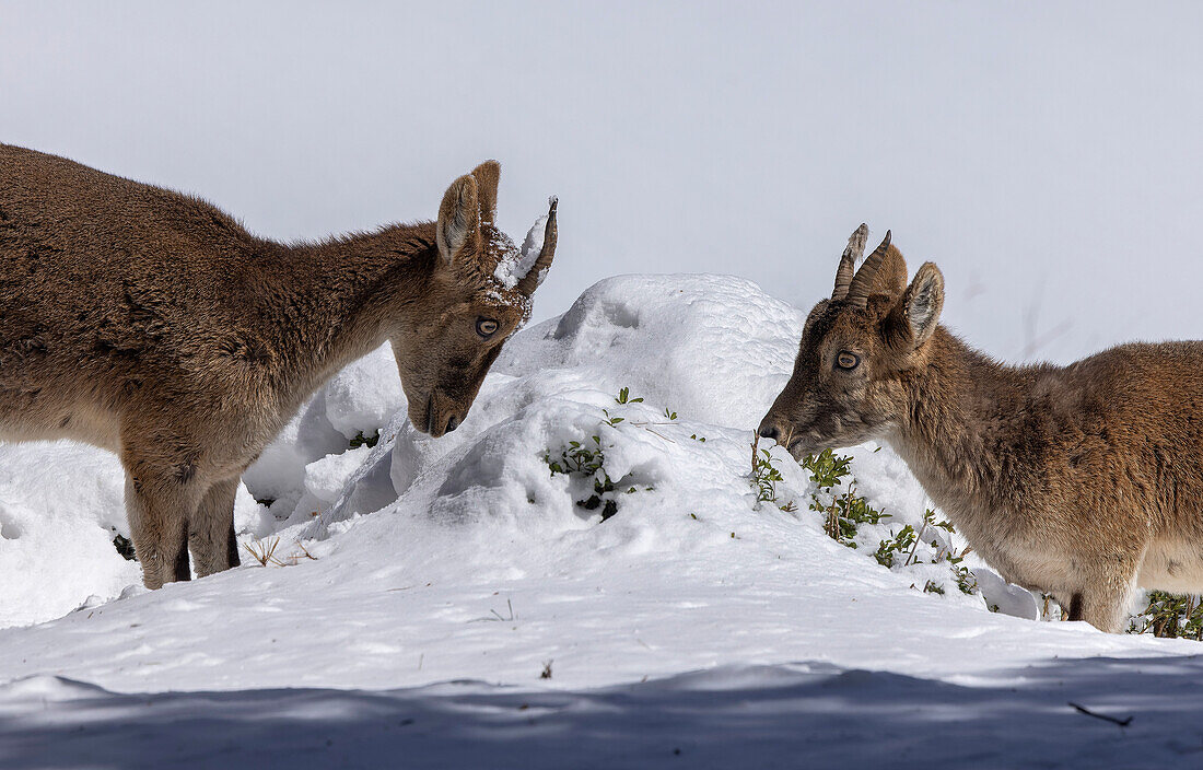 Young Iberian ibex in winter snow