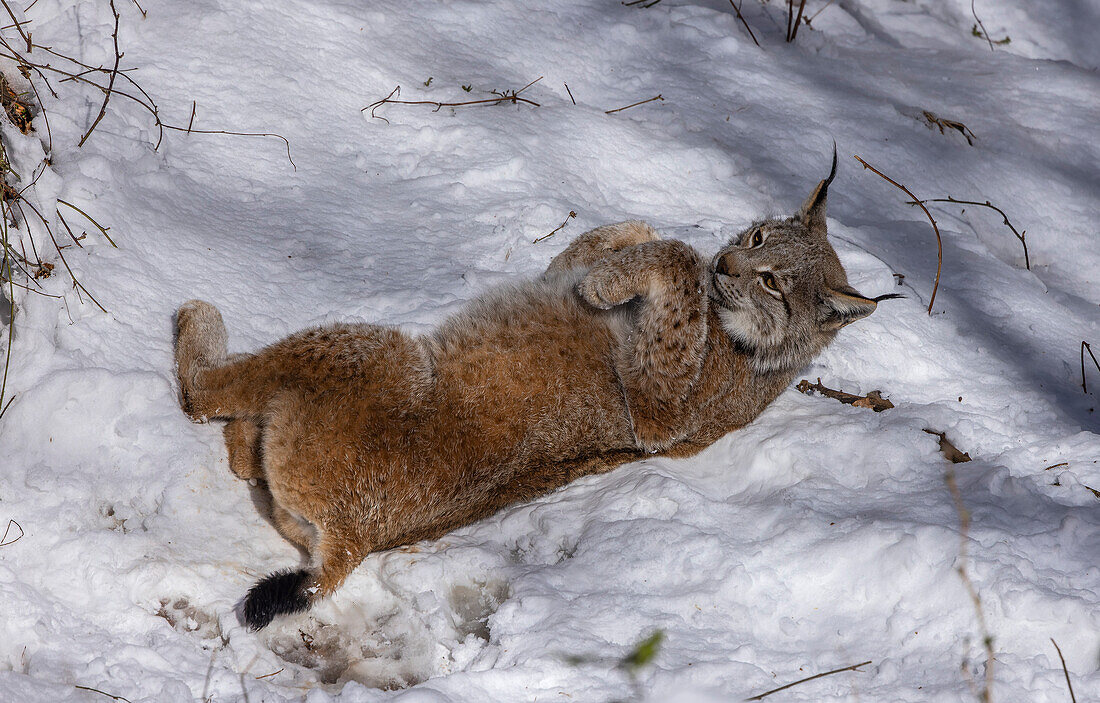 Eurasian lynx basking in the snow in late winter