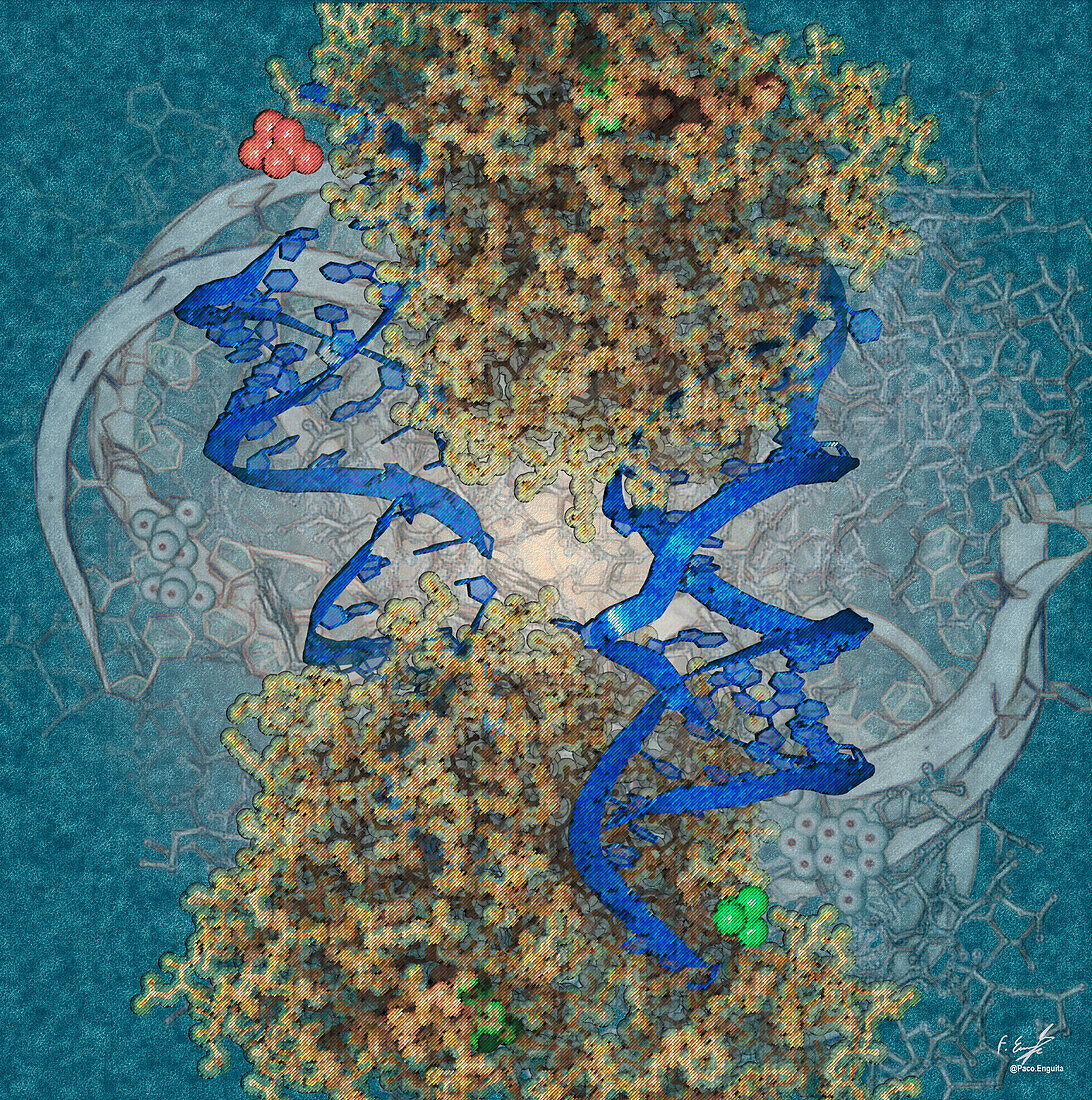 DEAD-box helicase DbpA , illustration