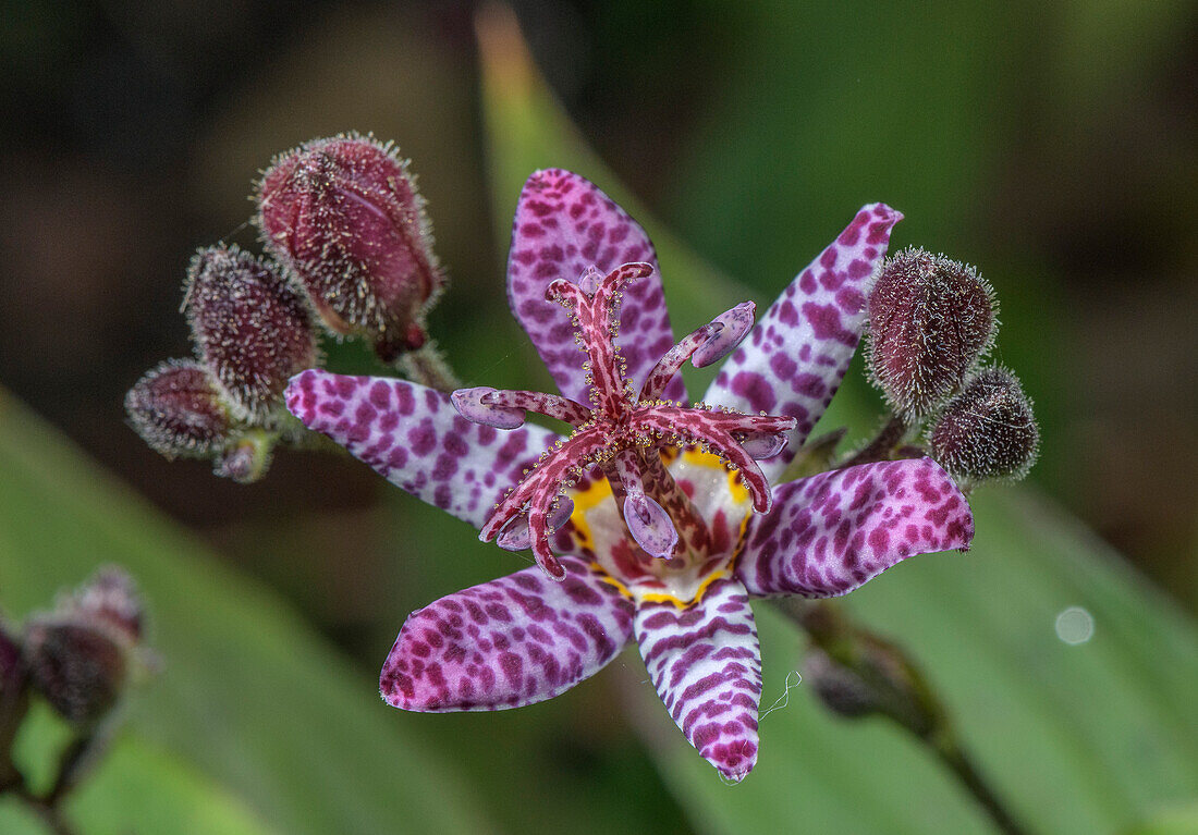 Toad lily (Tricyrtis formosana) in flower in garden