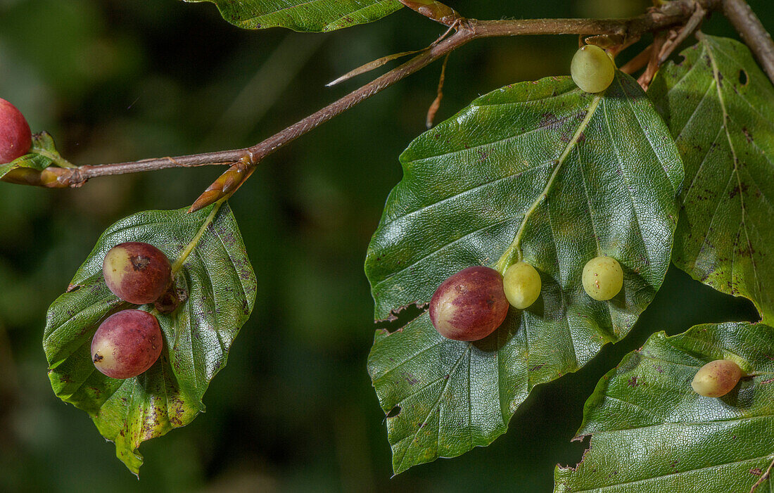 Galls caused by beech gall-midge on beech leaves