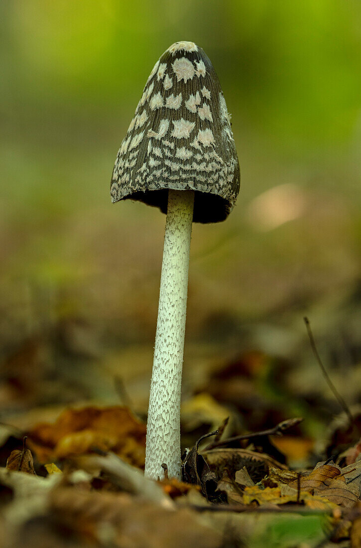 Magpie inkcap fungus (Coprinopsis picacea)