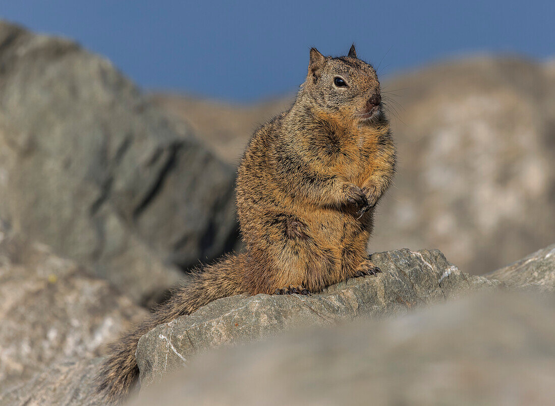 California ground squirrel on rocky foreshore in winter
