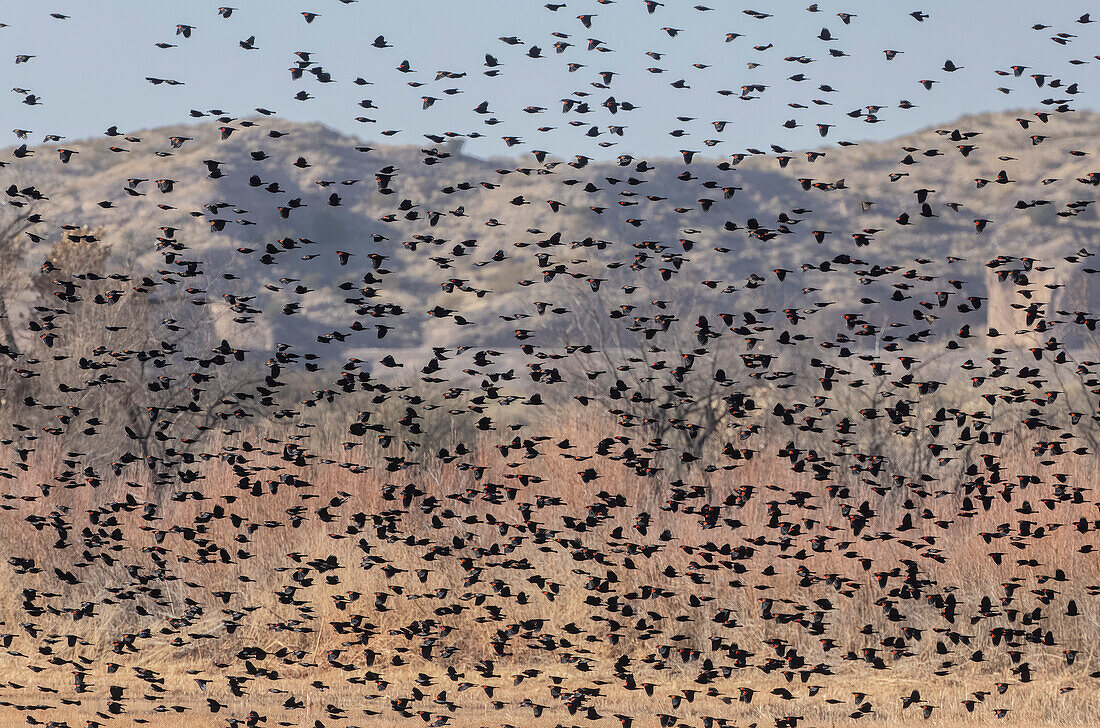 Flock of red-winged blackbird in flight