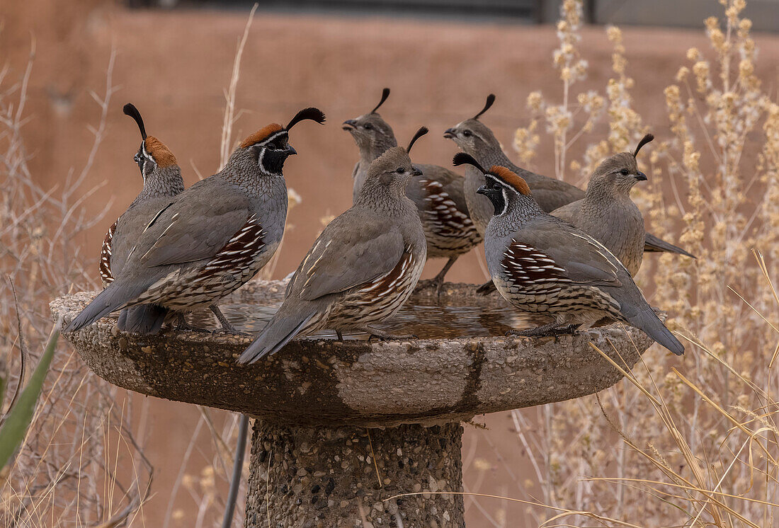 Group of Gambel's quail drinking at bird-bath