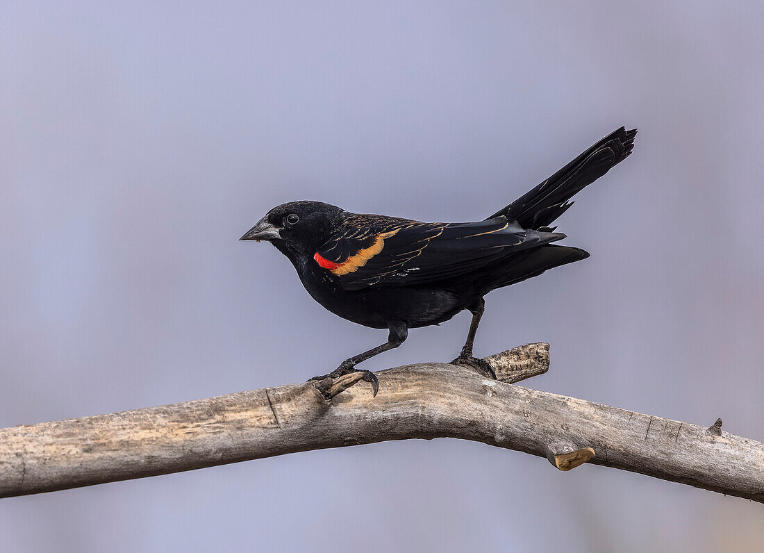 Male red-winged blackbird perched on tree