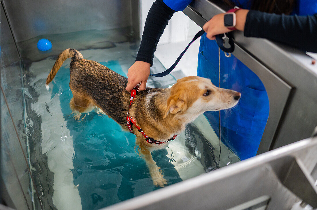 Injured rescued dog receives hydrotherapy