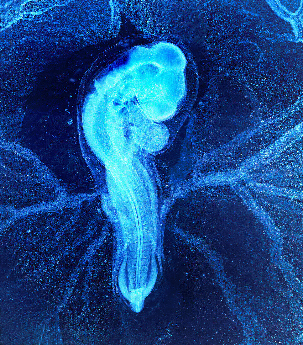 Chicken embryo, light micrograph
