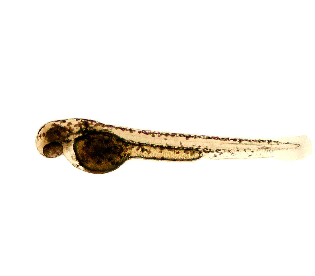 Zebrafish embryo, light micrograph