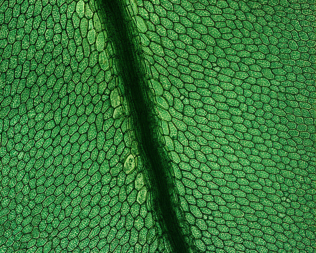 Moss (Mnium sp.) leaf, light micrograph