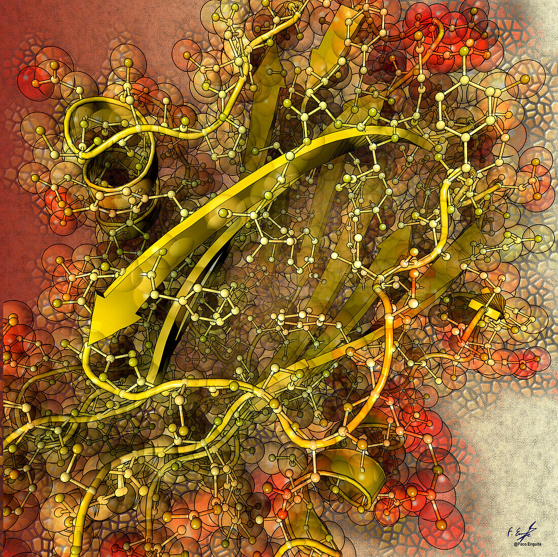 Bryoporin pore-forming protein, illustration
