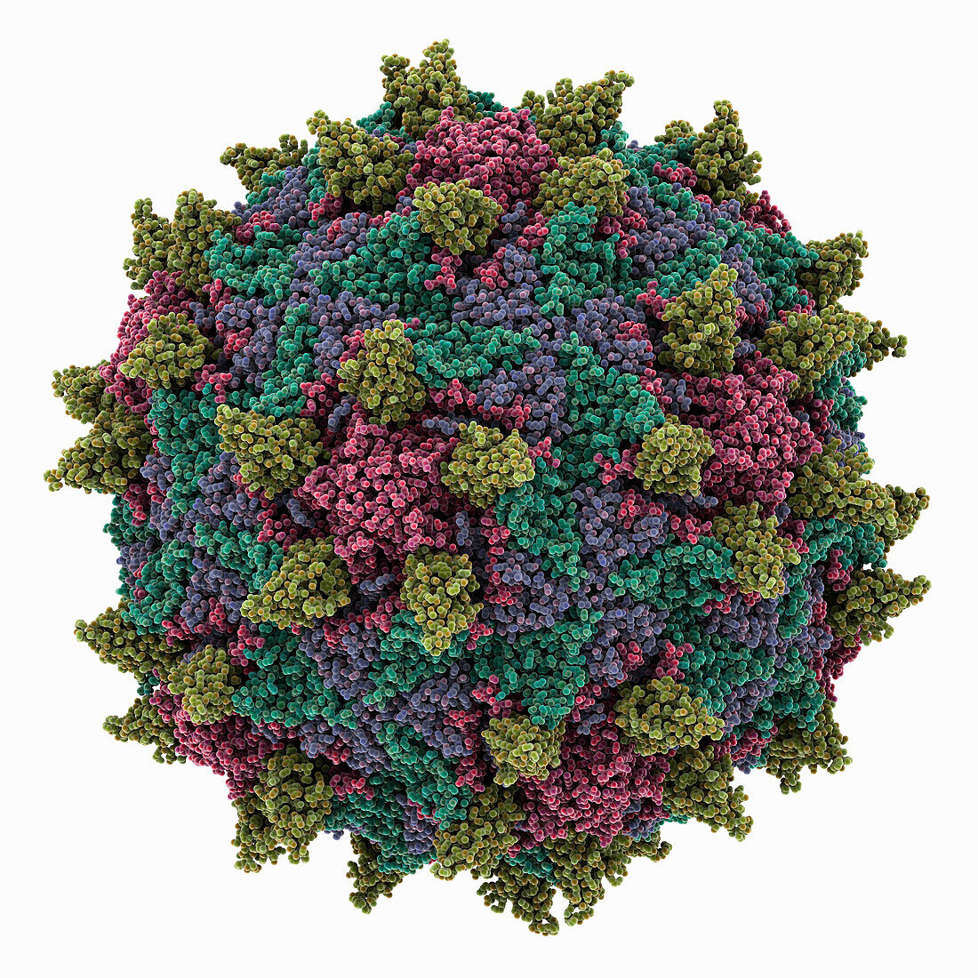 Poliovirus capsid complexed with nanobody, molecular model