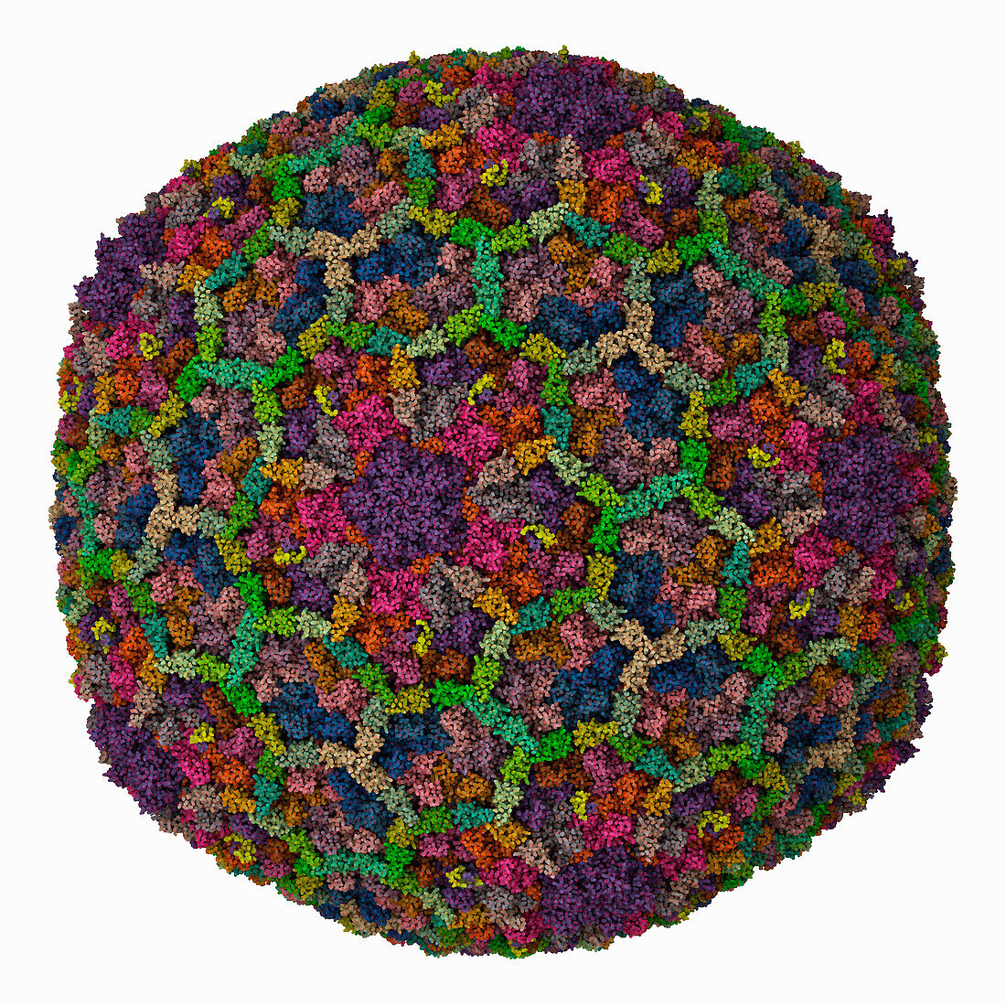 Bacteriophage T4 capsid, molecular model