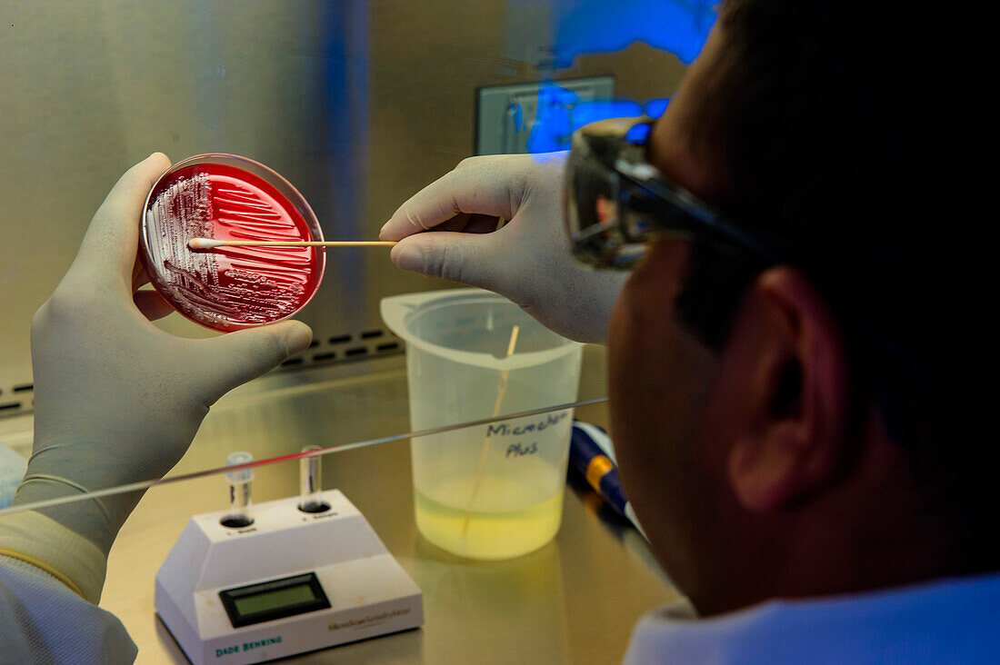 Scientist preparing bacteria for DNA fingerprinting test