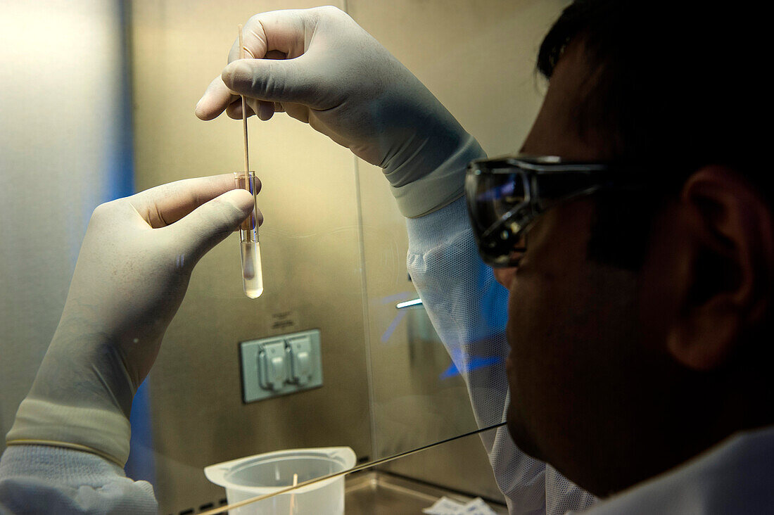 Scientist preparing bacteria for DNA fingerprinting test