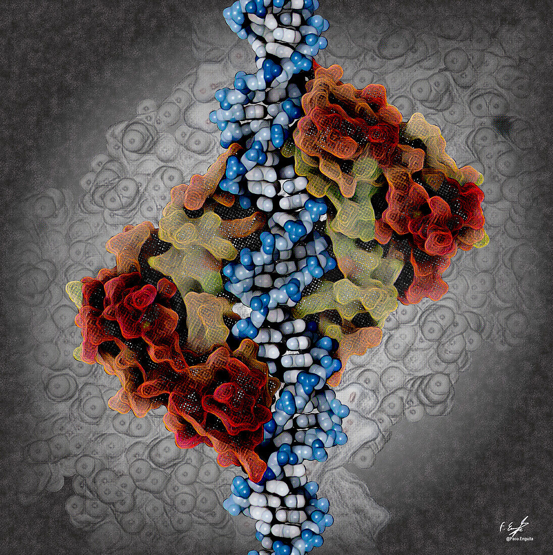 Zinc uptake regulator and DNA, illustration