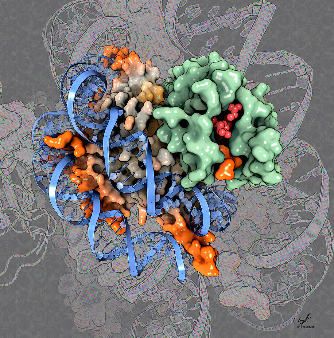 Histone methyltransferase-nucelosome complex, illustration