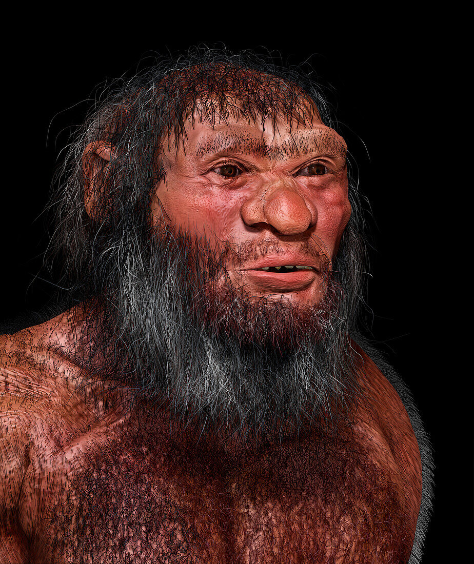 Homo longi male, illustration