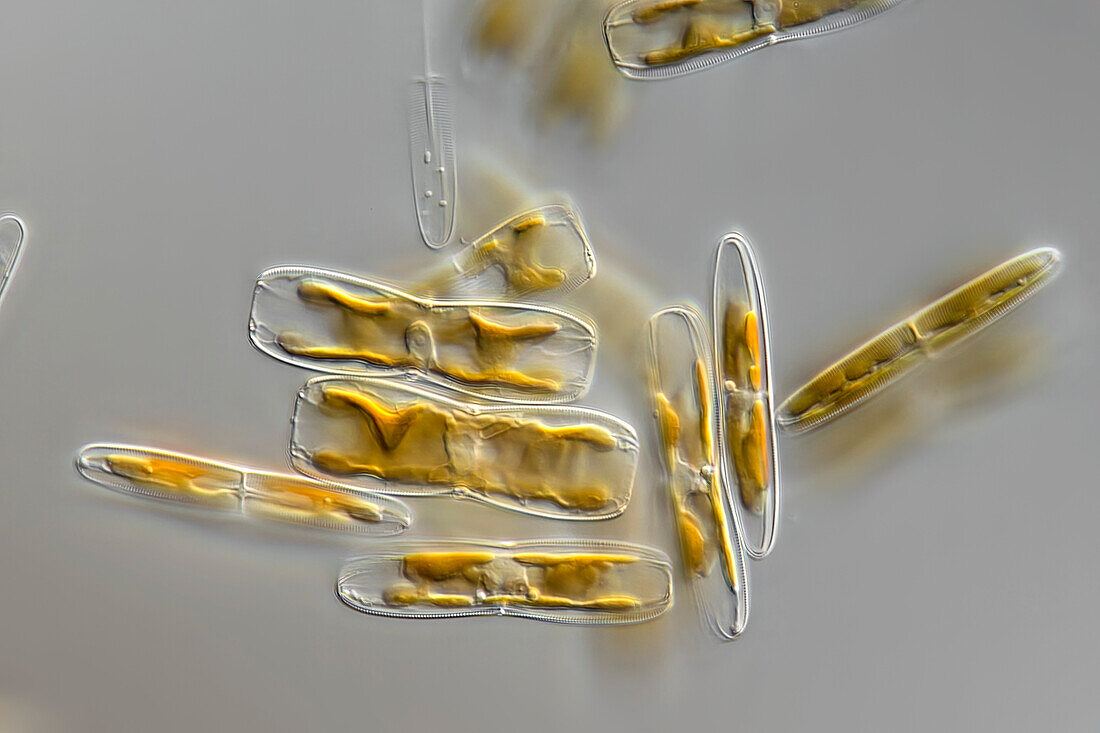 Stauroneis decipiens algae, light micrograph